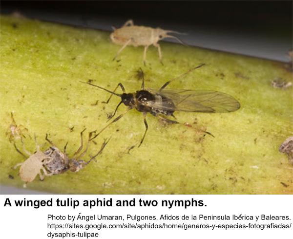 Tulip aphids give birth to live young that may develop wings as 